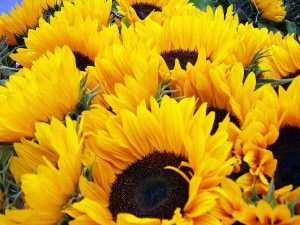 Girasoles en Salzburgo (Austria)