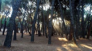 Penetración luminosa (Casa de Campo)