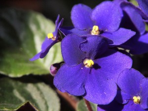 Violetas africanas sobre hoja