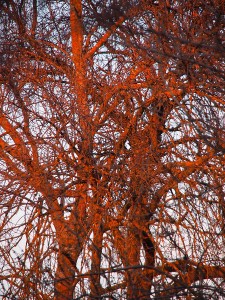 Encendido por el sol poniente