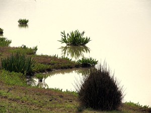 El Charco de la Boca