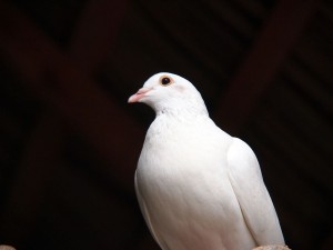 Blanca paloma