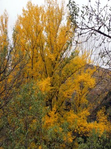 Amarillo otoñal