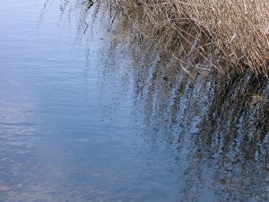 Rizos en Las Tablas de Daimiel