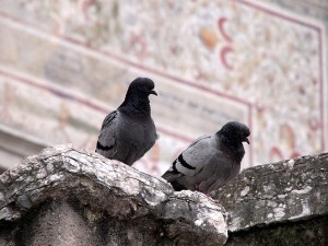 Pareja de Tórtolos Piazza Duomo Trento