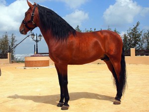Caballo Yeguada Bionest