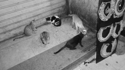 Gatunos                           