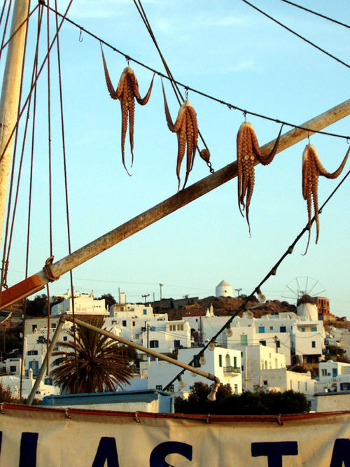 Los pulpos al sol                                           