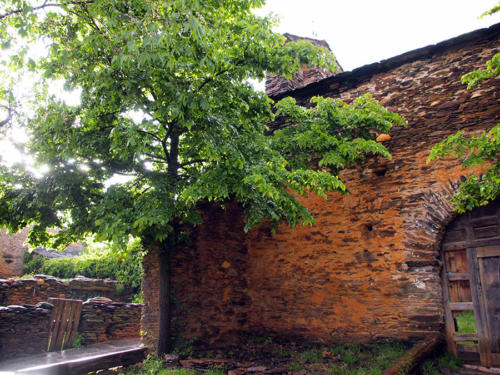 Gotas bajo el árbol                         