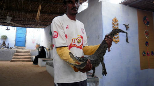 Cocodrilo                     
