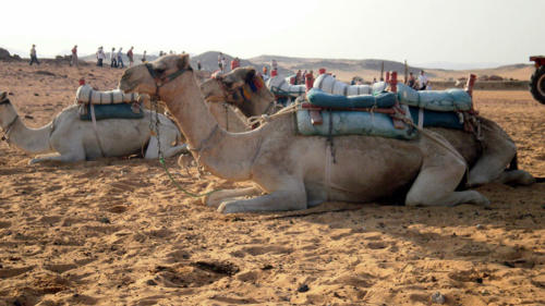 Camellos                           
