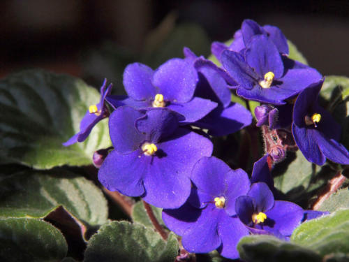 Violetas africanas                                            