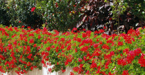 Salpicón en rojo                                                  