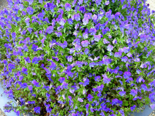 Macizo azul                                 