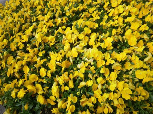 Pensamientos en amarillo                               