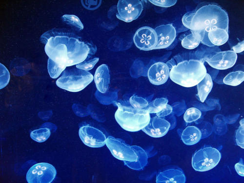 Medusas luna                              