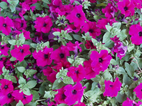 Morado sobre verde                            