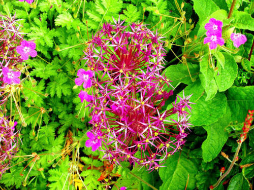Explosión floral                            