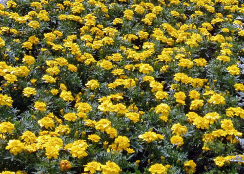 Jardín en amarillo 2                            