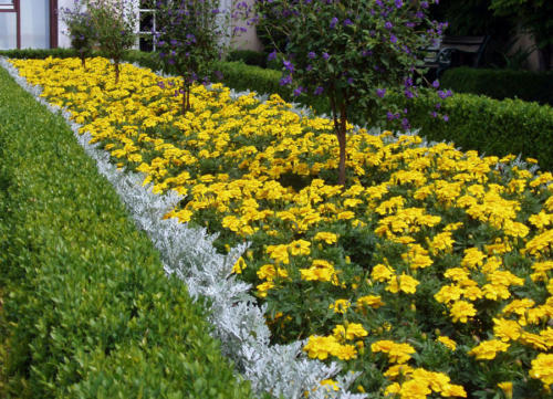 Jardín en amarillo                            