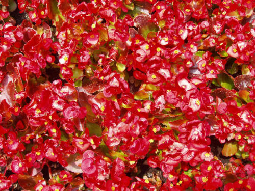 Rojo en flor                            