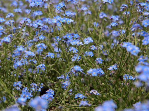Primavera azul                                       