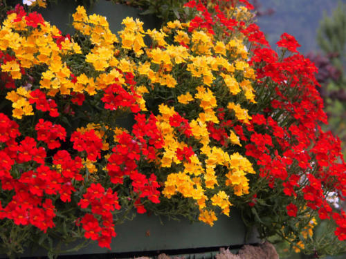 Color español                                              