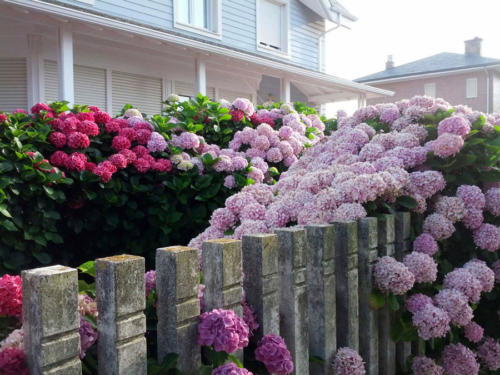 Exuberantes hortensias                            