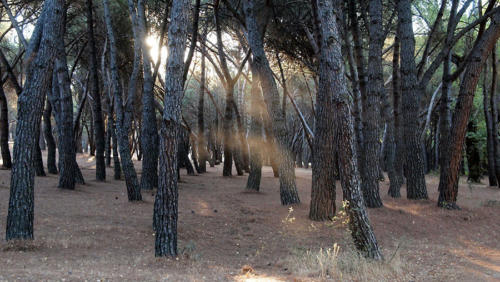 Descubriendo el polvo del bosque