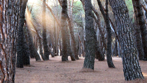 Entrando el sol