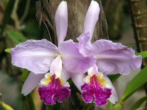 Orquídeas Siamesas     