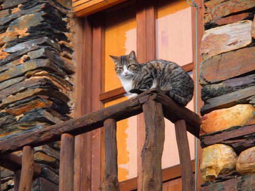 Perspectiva propia         