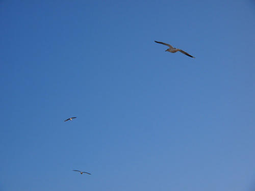 Trío sobre azul         