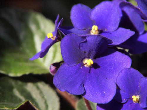 Violeta sobre hoja