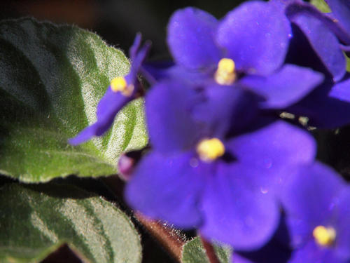 Hoja bajo violeta