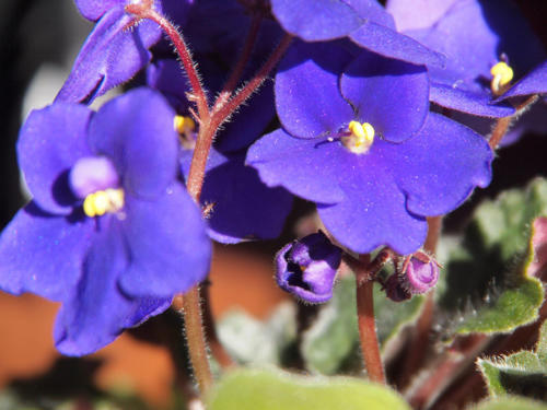 Violetas bajo violeta          