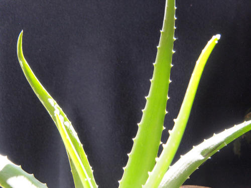 Aloe vera