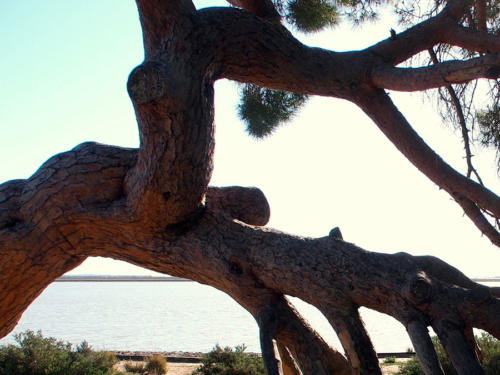 Garra vegetal           