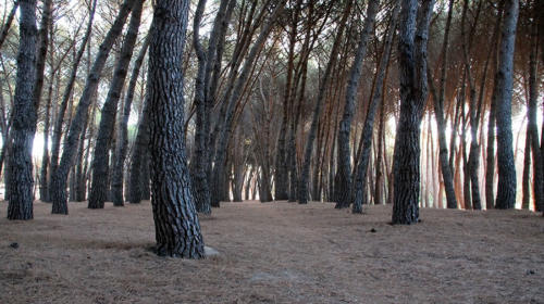 Detrás del árbol