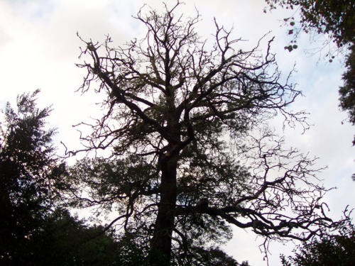 Invertido
