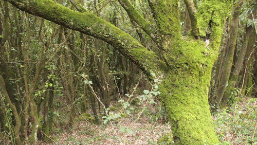Árbol forrado en verde