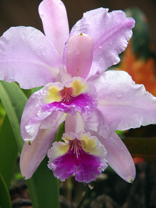Orquídeas    