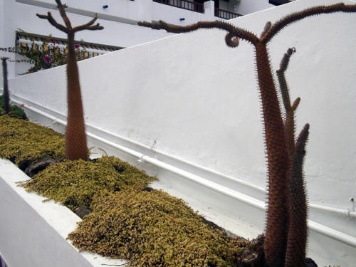 Cactus en línea                           