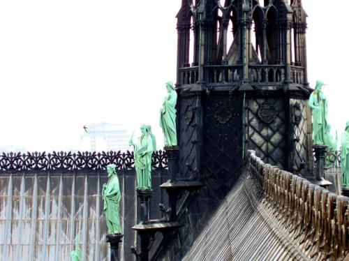 Vencejo sobre Notre Dame                               