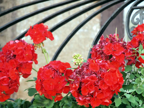 Flores en balcón
