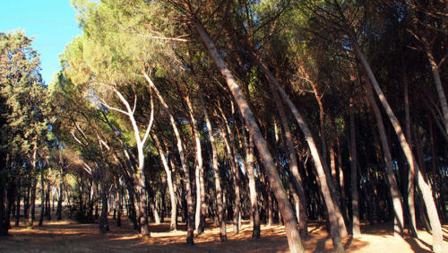 Sometidos por el viento 