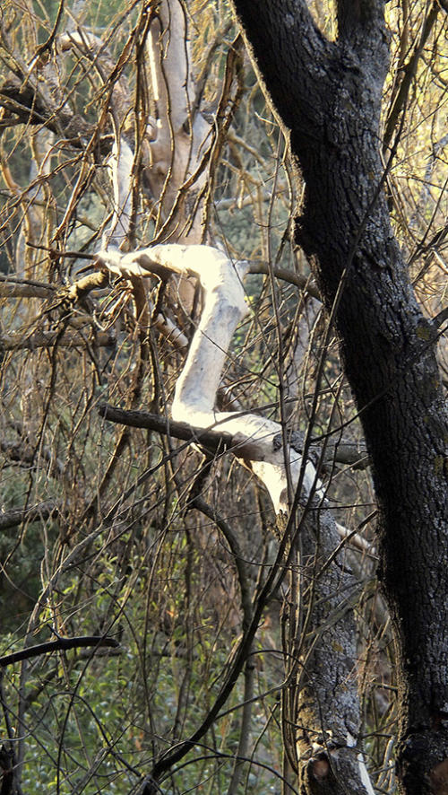 Serpiente seca