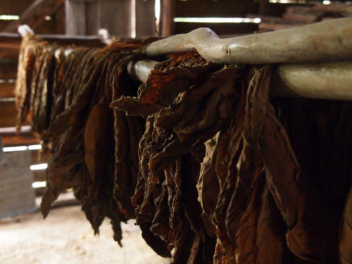 Tabaco en secadero       